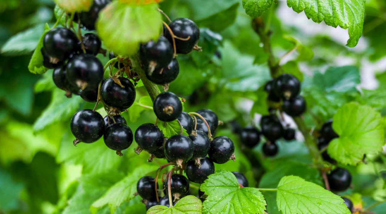 Black Currant Oil