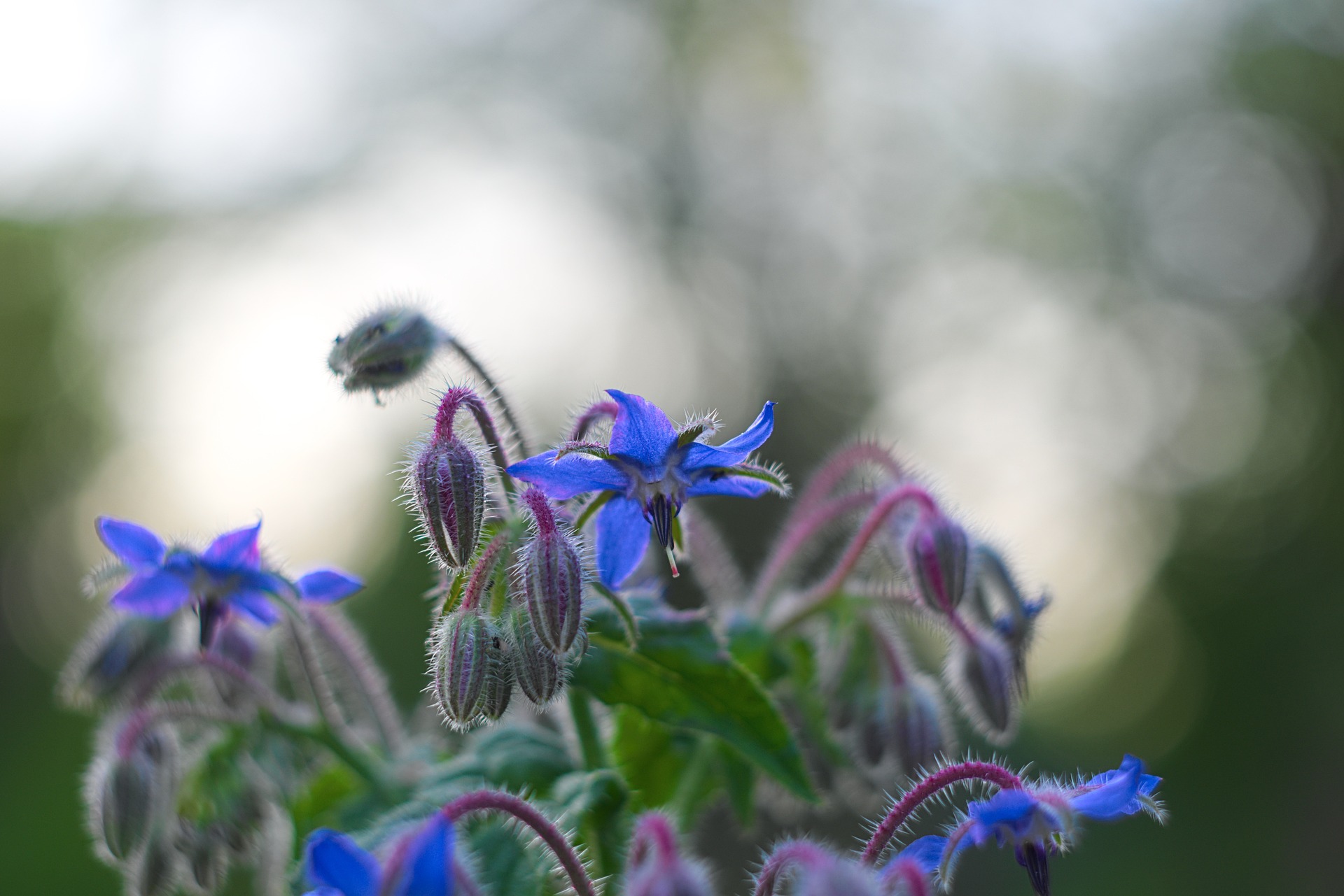 Sustainable Farming and Local Collaboration: Growing Borage for Premium Oils 