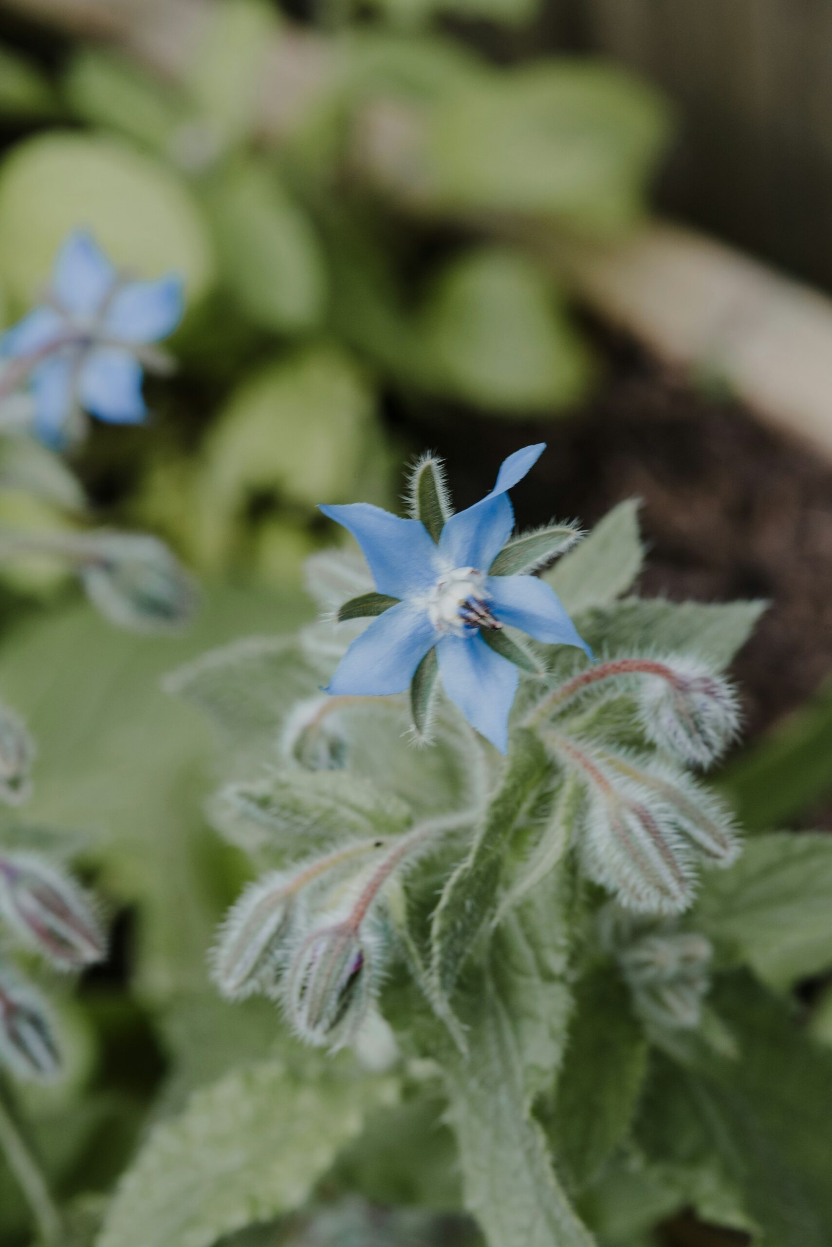Borage Oil