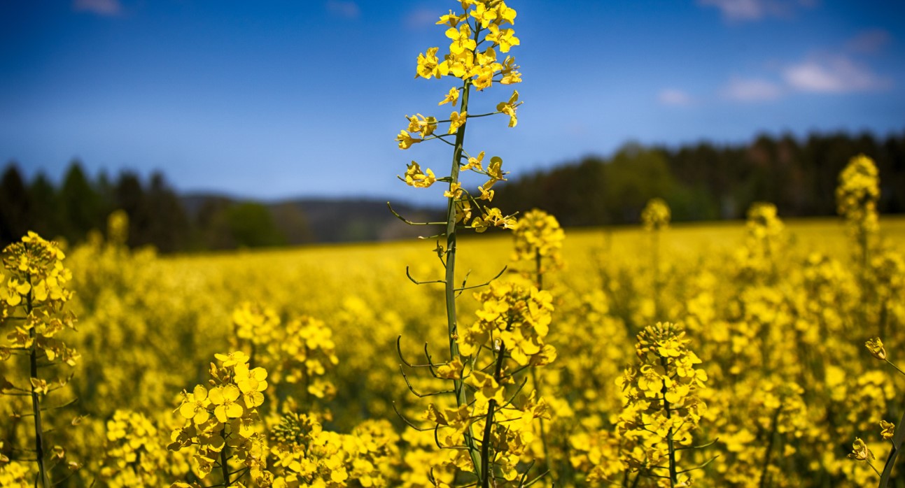 Rapeseed/Canola Oil