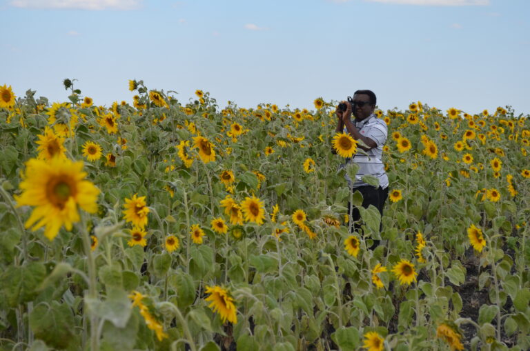 sunflower-oil-tanzania-2