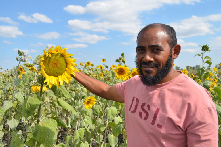 sunflower-oil-tanzania